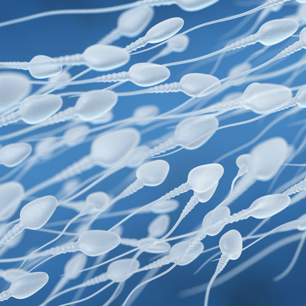 Human sperm flow