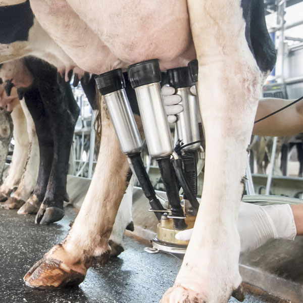 row of cows being milked