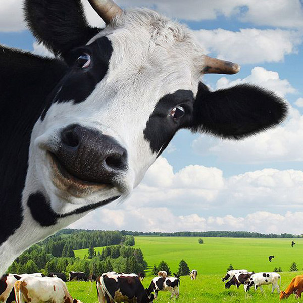 LookingCow600